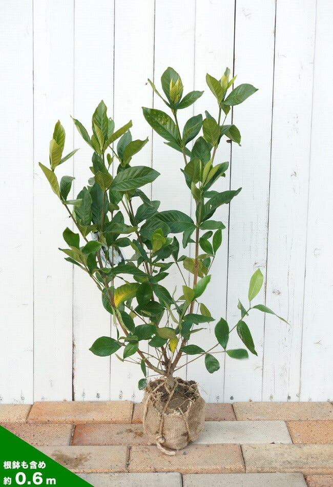 実なりクチナシ 一重咲き 根巻き苗 3本セット