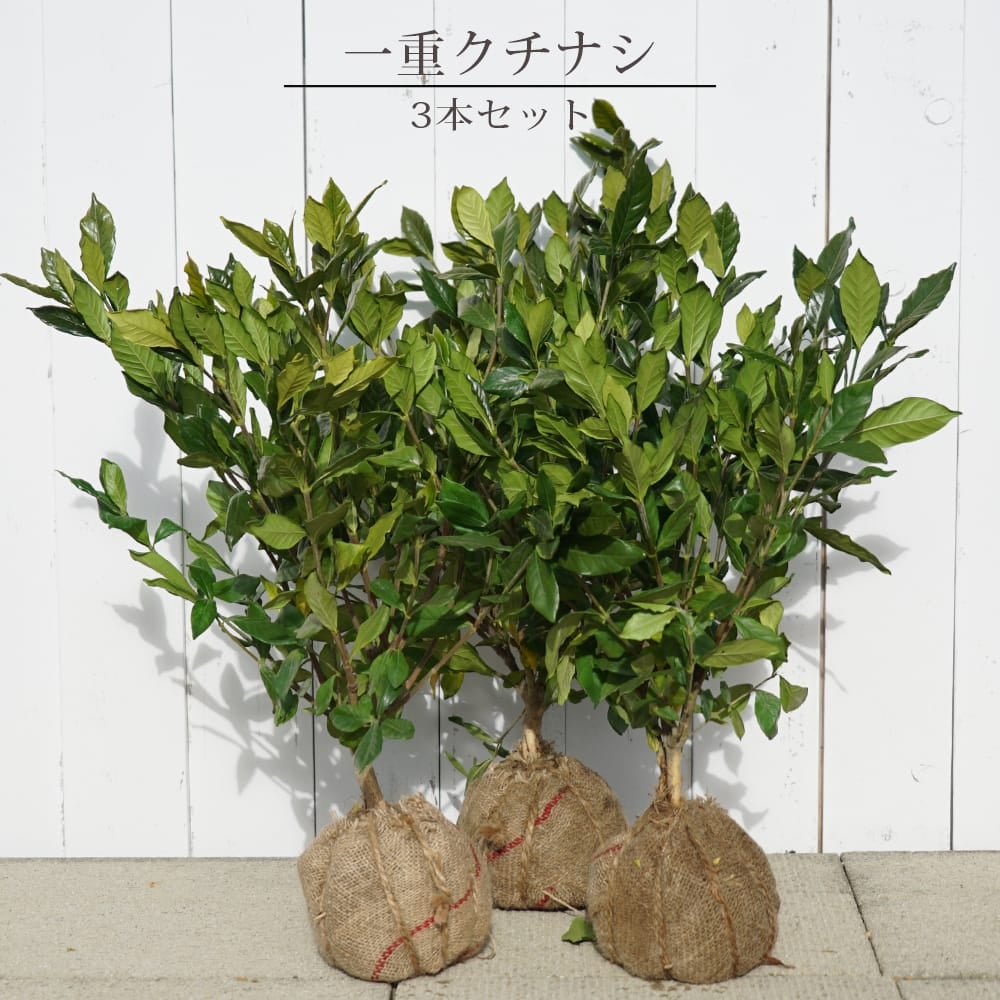 実なりクチナシ 一重咲き 根巻き苗 6本セット