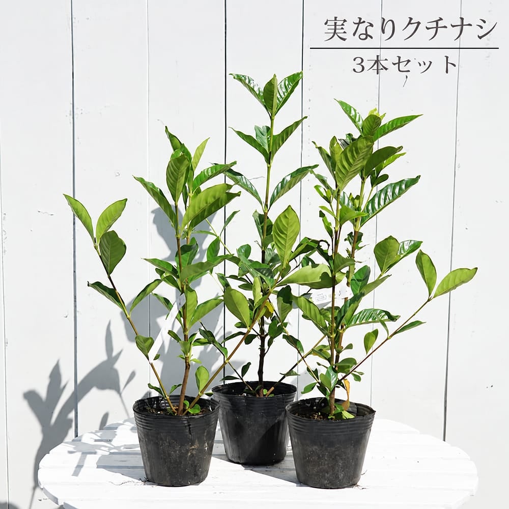 実なりクチナシ 一重咲き 根巻き苗 6本セット