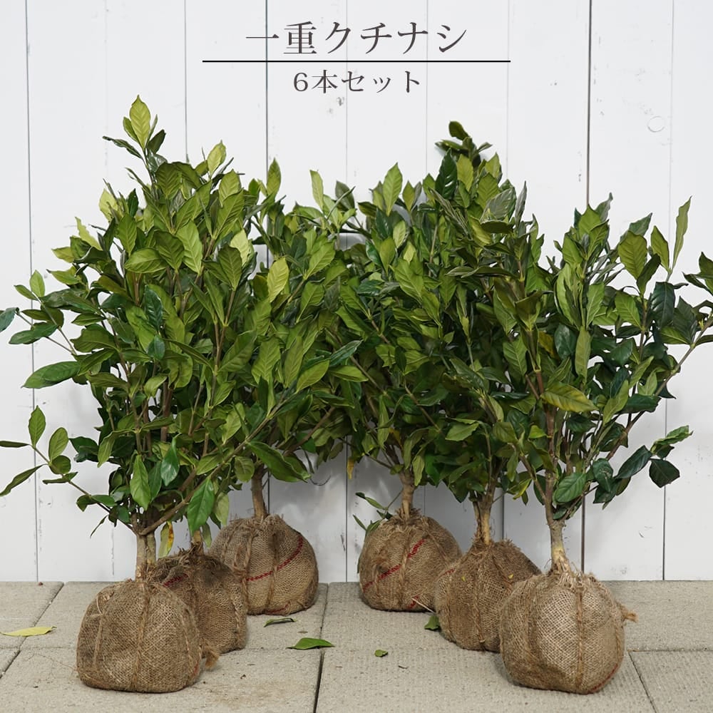 実なりクチナシ 一重咲き 根巻き苗 生垣セット