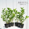 実なりクチナシ 一重咲き 根巻き苗 生垣セット