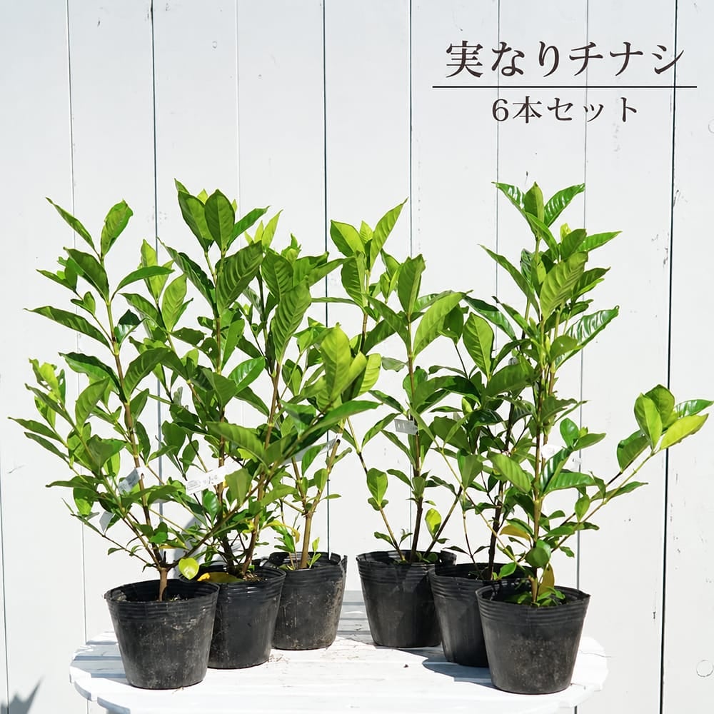 実なりクチナシ 一重咲き 根巻き苗 生垣セット