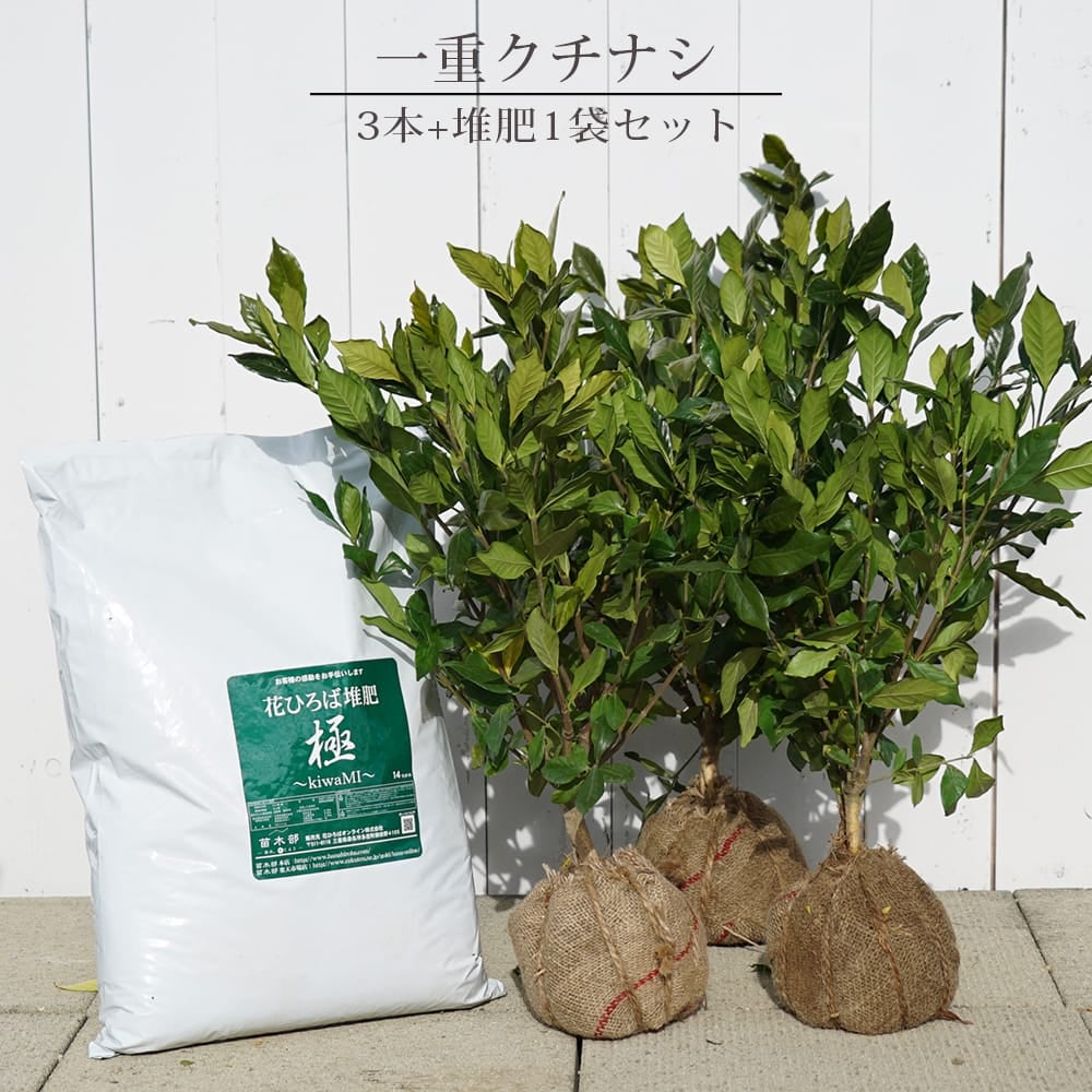 実なりクチナシ 一重咲き 根巻き苗 8本セット