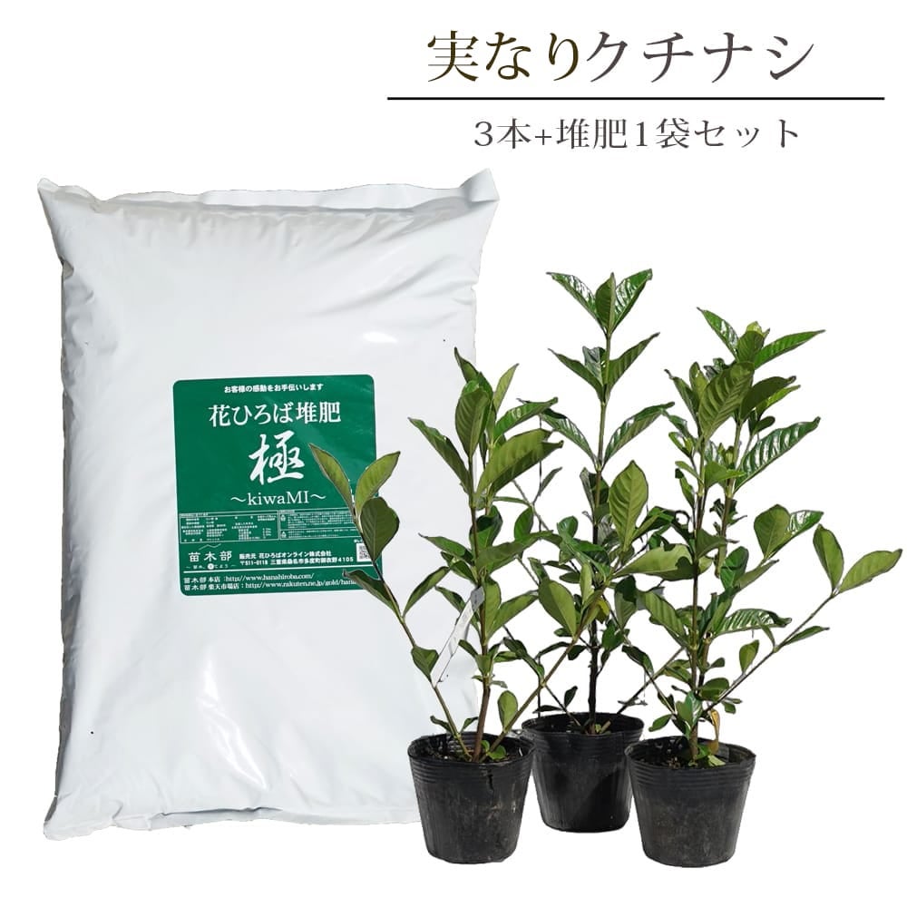 実なりクチナシ 一重咲き 根巻き苗 8本セット