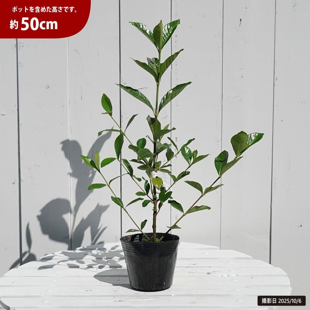 クチナシ オオヤエクチナシ 苗 販売 苗木部 By 花ひろばオンライン