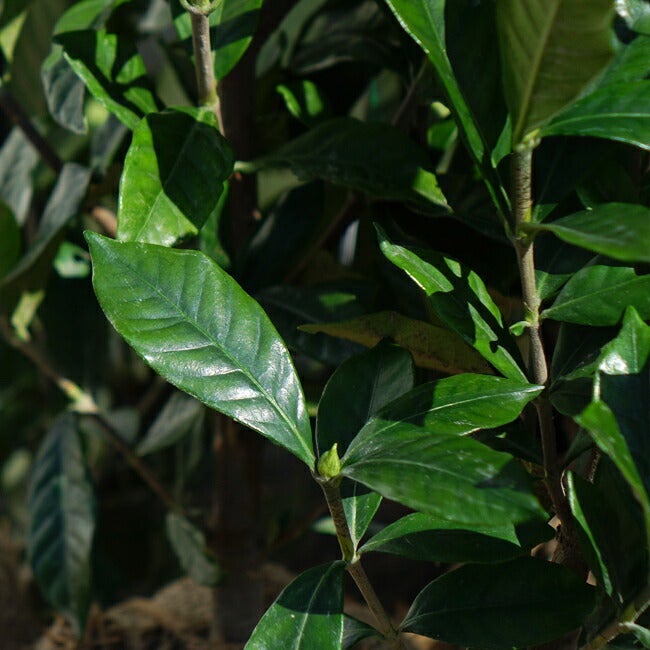 オオヤエクチナシ 根巻き苗 1本