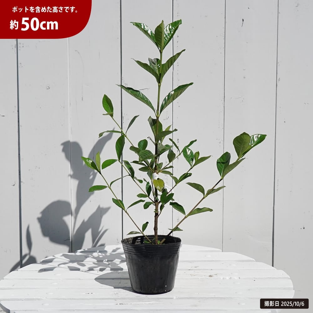 オオヤエクチナシ 根巻き苗 3本セット