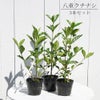 オオヤエクチナシ 根巻き苗 6本セット