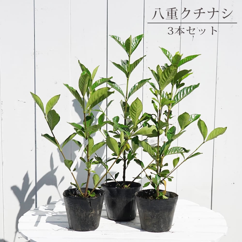 オオヤエクチナシ 根巻き苗 6本セット