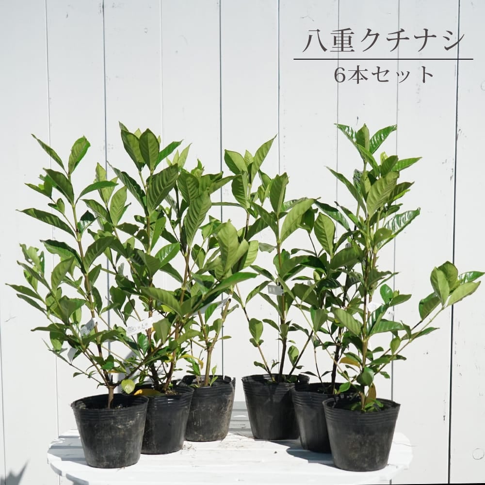 オオヤエクチナシ 根巻き苗  生垣セット