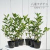 オオヤエクチナシ 根巻き苗  生垣セット