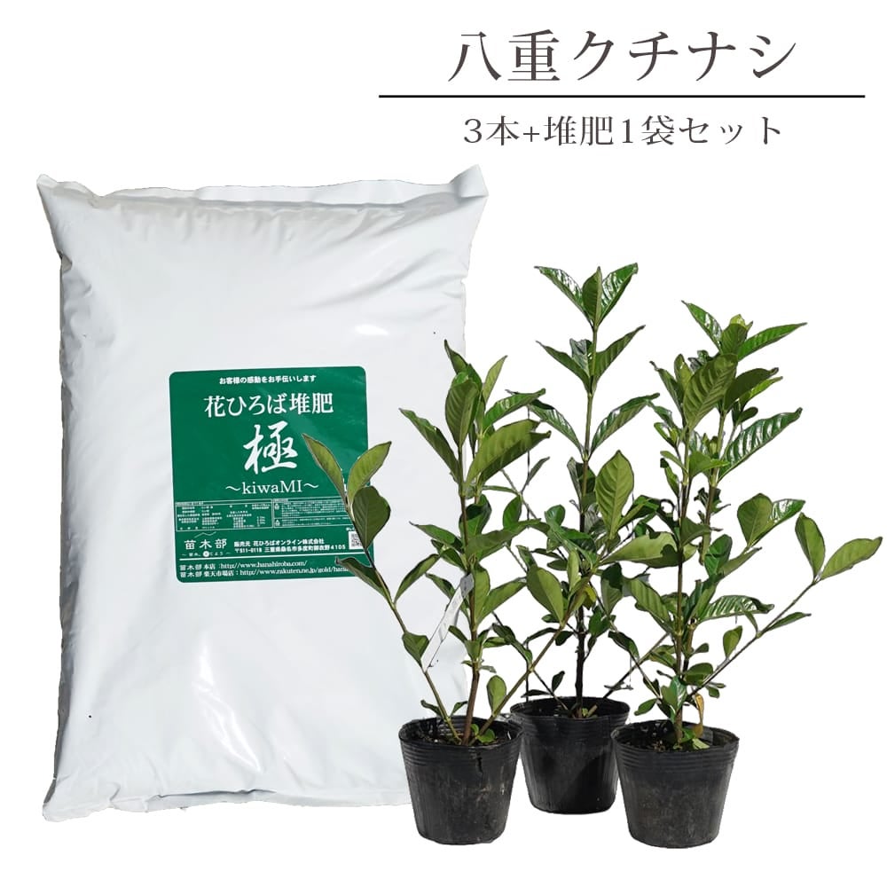 オオヤエクチナシ 根巻き苗 8本セット
