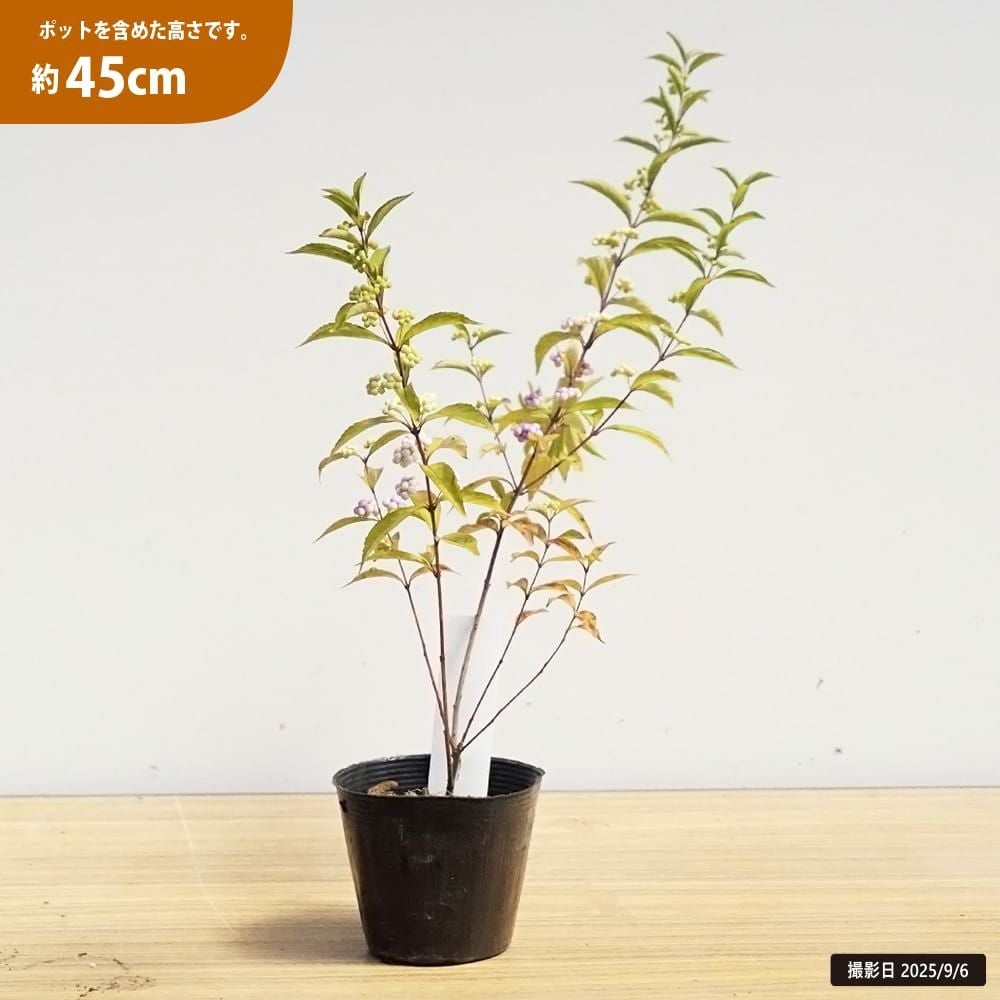 000000002831-03.jpg?size=l&w=