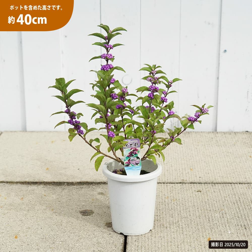 ムラサキシキブ コムラサキ 苗 販売 苗木部 By 花ひろばオンライン