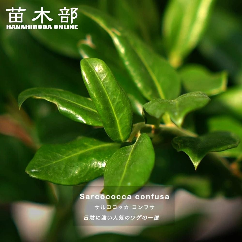 コンフサ 苗 販売 苗木部 By 花ひろばオンライン