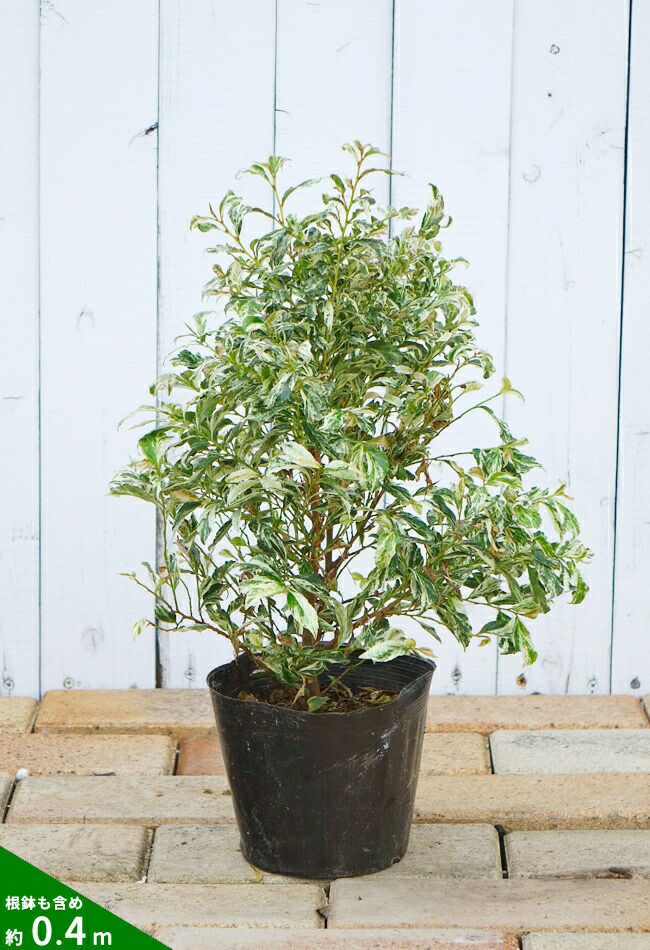 000000002841-03.jpg?size=l&w=