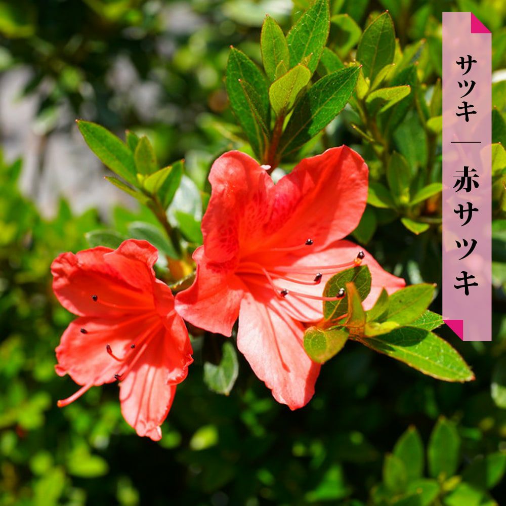 000000002848-01.jpg?size=l&w=