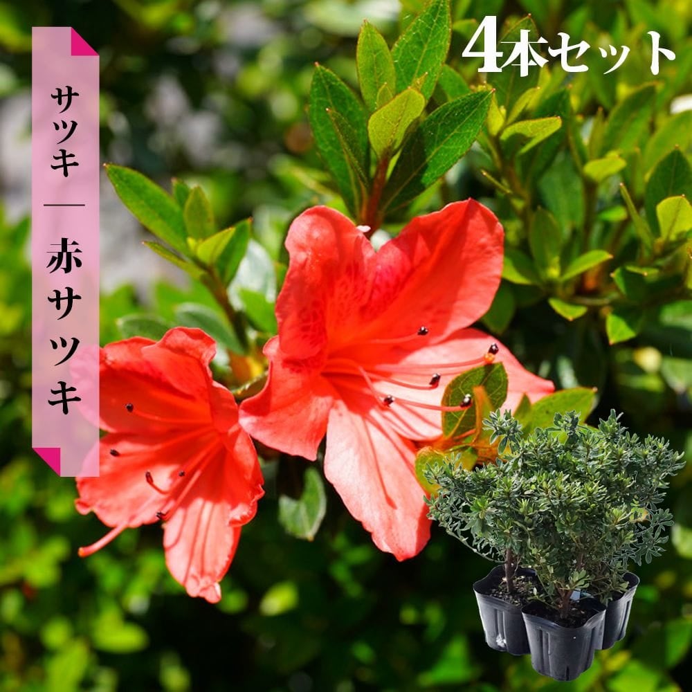 サツキ 赤サツキ 4号ポット苗 4本セット