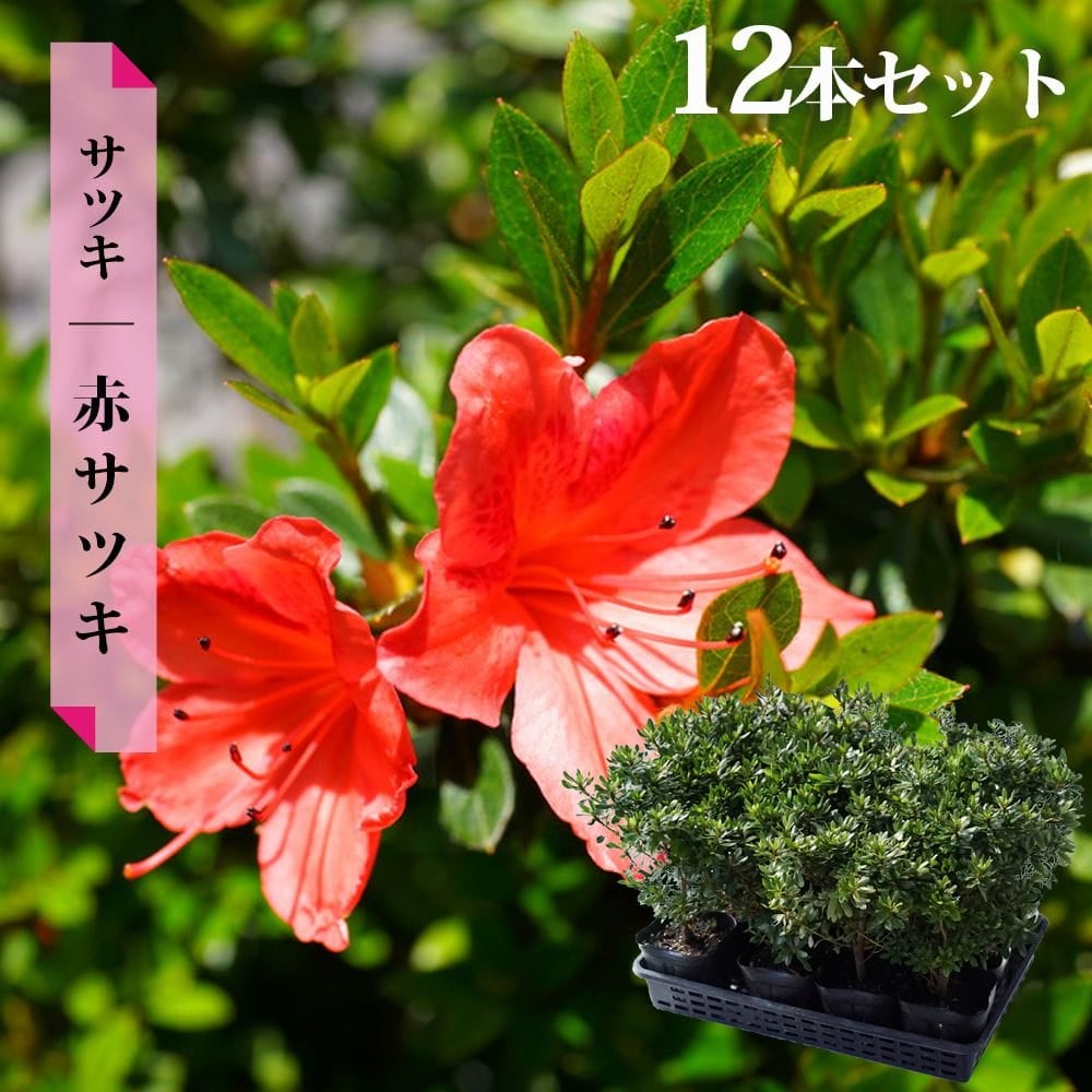 サツキ 赤サツキ 苗 販売 苗木部 By 花ひろばオンライン