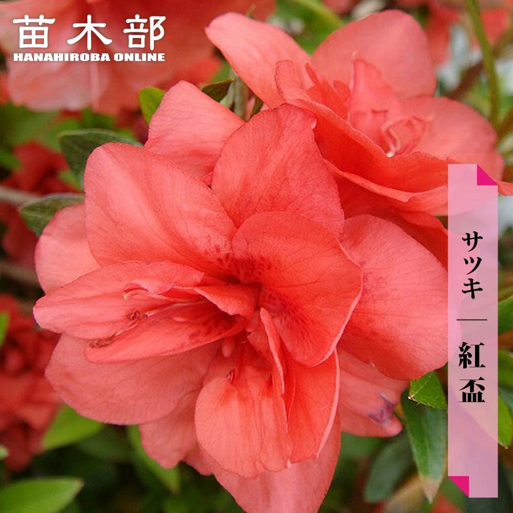 000000002849-01.jpg?size=m&w=