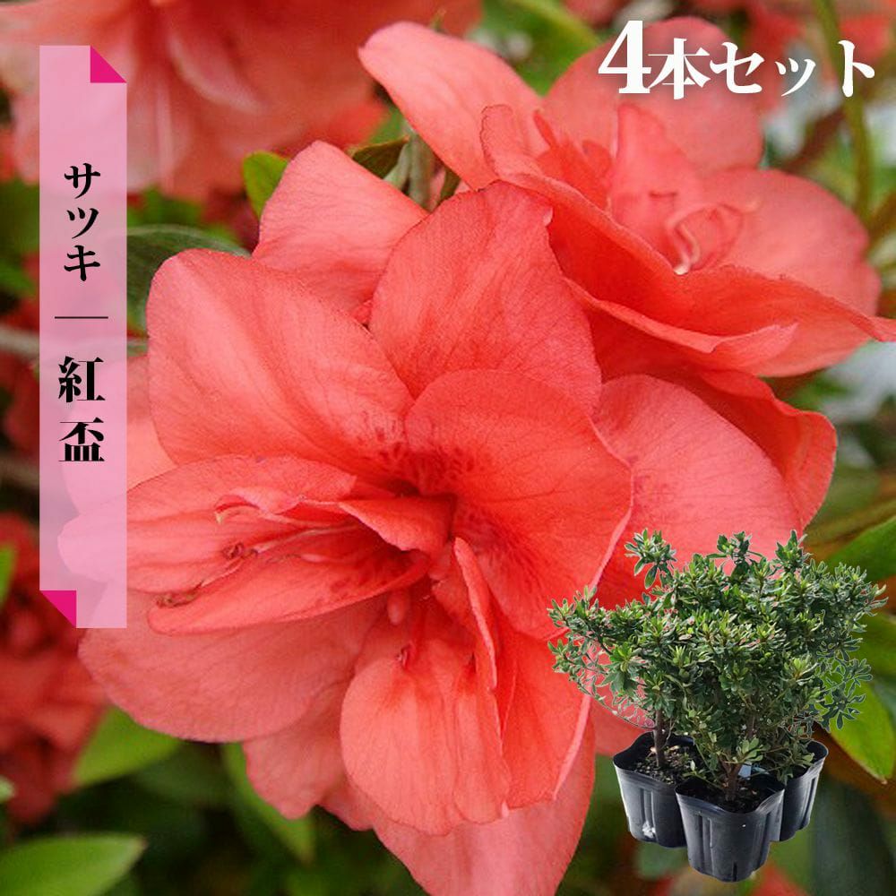サツキ 紅盃 苗 販売 苗木部 By 花ひろばオンライン