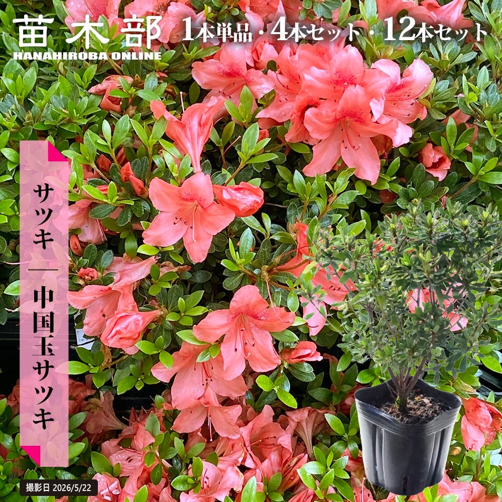 希少 山採り ハヤトミツバツツジ 苗木 ツツジ ミツバツツジ ハヤト