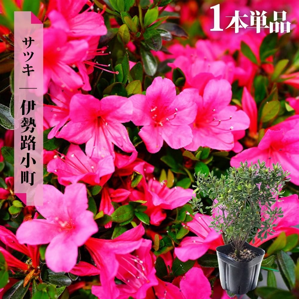 サツキ 伊勢路小町 4号ポット苗