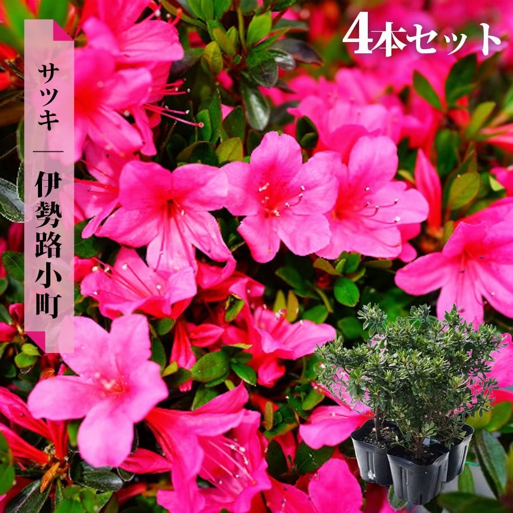 サツキ 伊勢路小町 4号ポット苗 4本セット