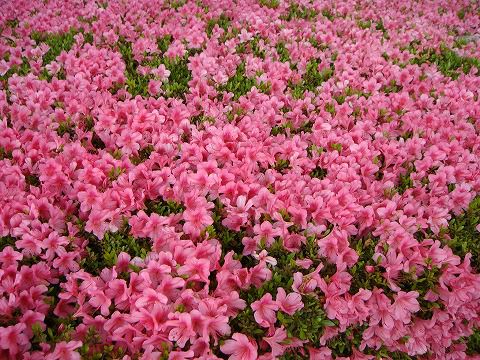 サツキ 大盃 苗 販売 苗木部 By 花ひろばオンライン