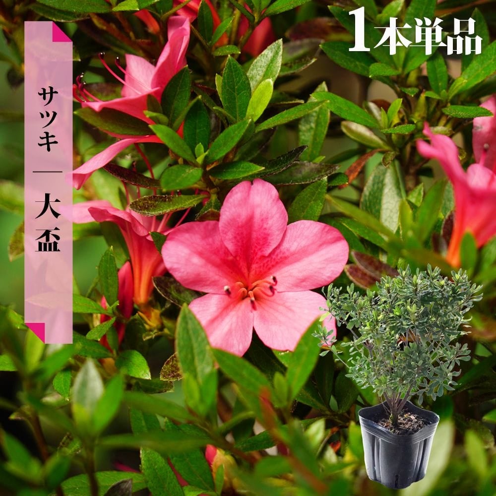 サツキ 大盃（ピンク） 4号ポット苗