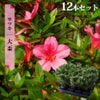 サツキ 大盃（ピンク） 4号ポット苗 12本セット