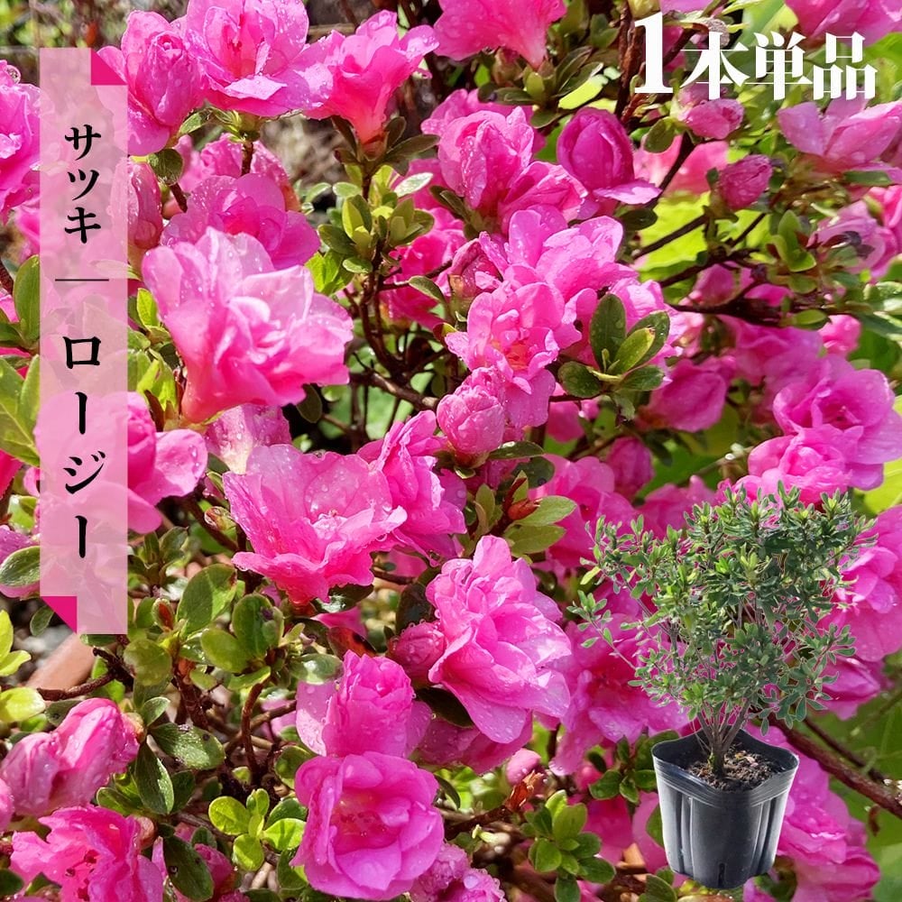 サツキ ロージー 4号ポット苗