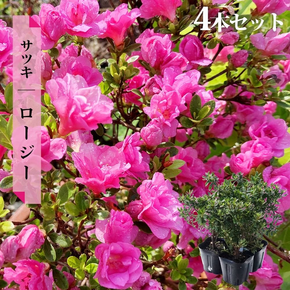 サツキ ロージー 4号ポット苗 4本セット