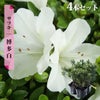 サツキ 博多白 4号ポット苗 4本セット