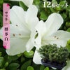 サツキ 博多白 4号ポット苗 12本セット