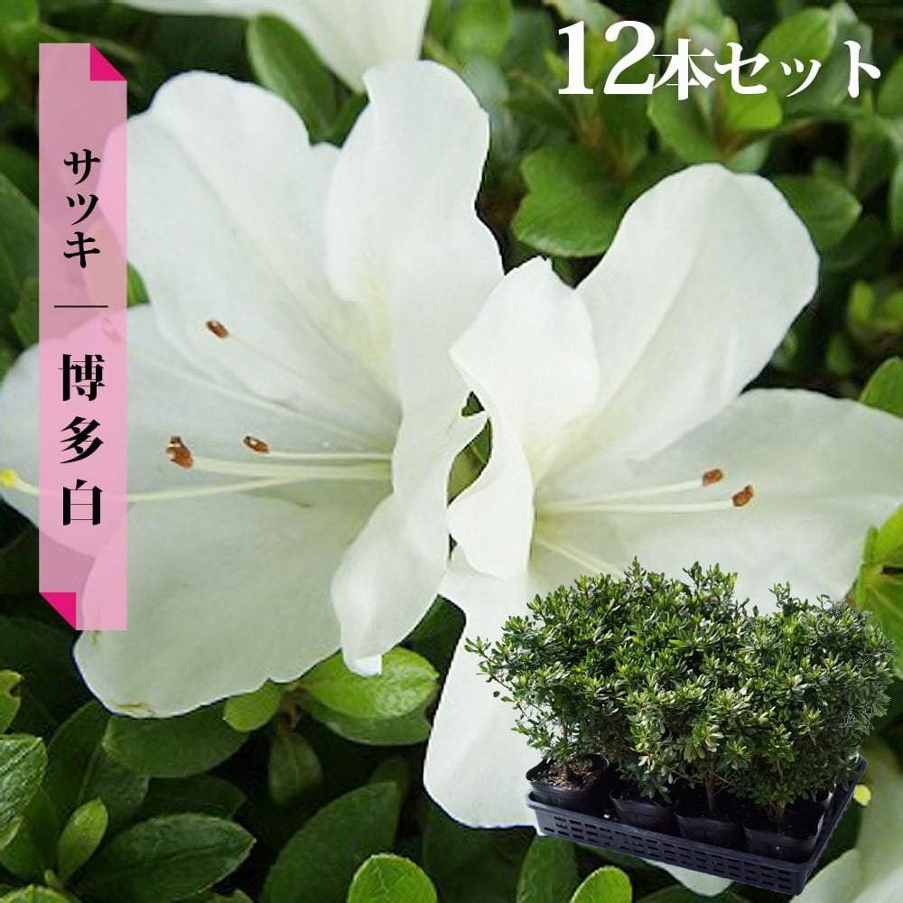 サツキ 博多白 4号ポット苗 12本セット