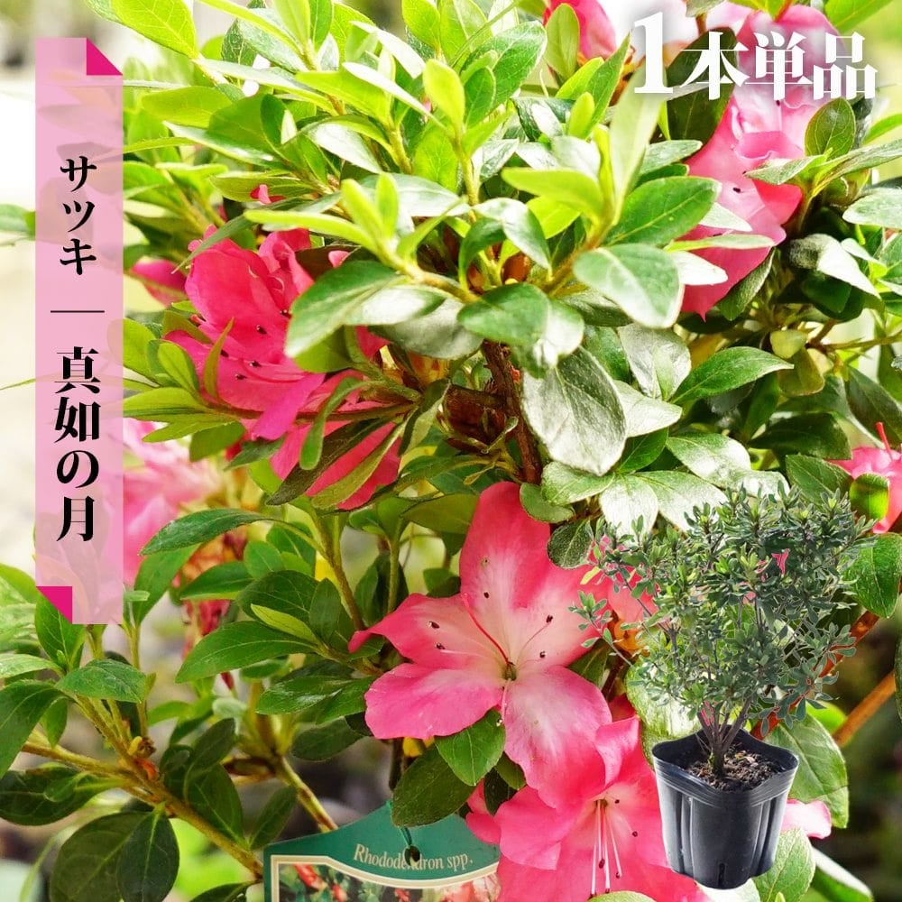 サツキ 真如の月 4号ポット苗