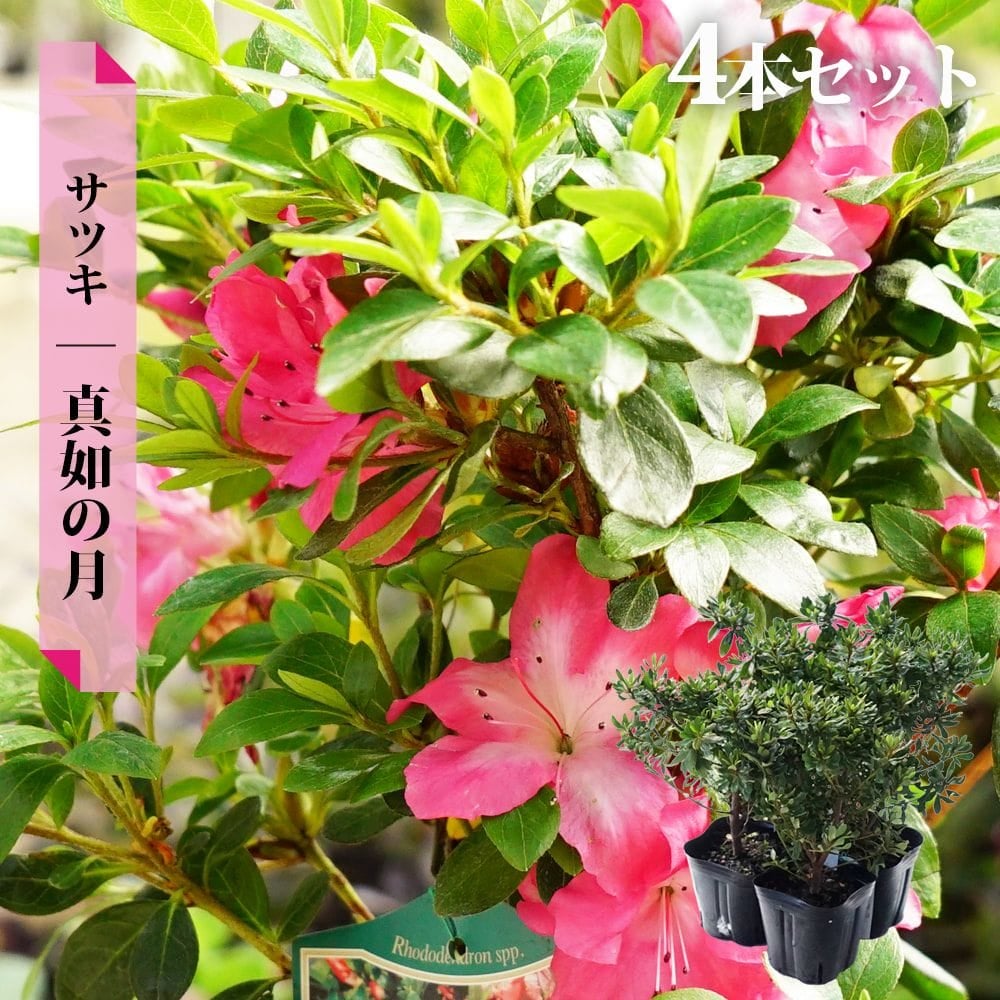 サツキ 真如の月 4号ポット苗 4本セット