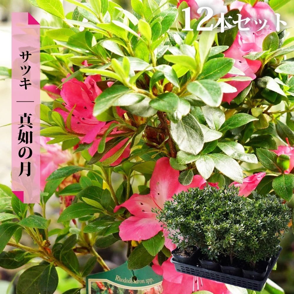 サツキ 真如の月 4号ポット苗 12本セット