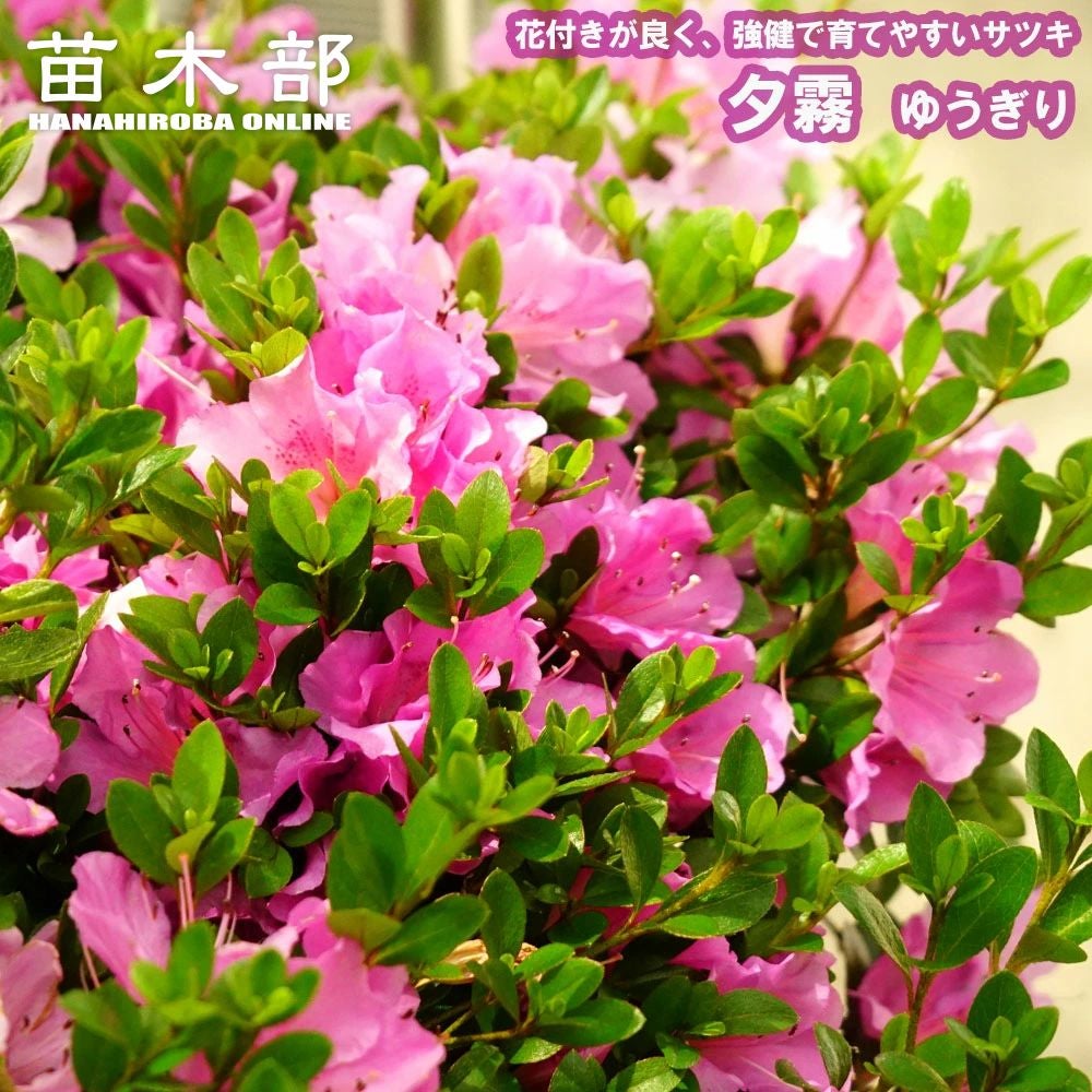 ハイブリッドモクレン（マグノリア） ジェニー (紅花) ポット苗 | 苗木