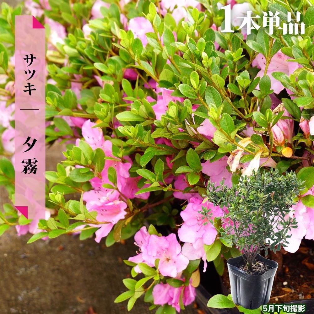 サツキ 夕霧 4号ポット苗