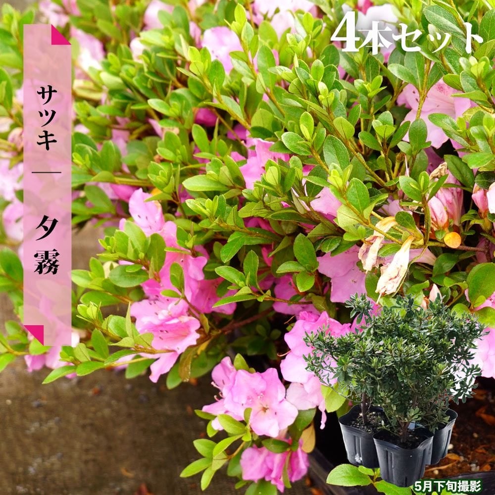 サツキ 夕霧 4号ポット苗 4本セット