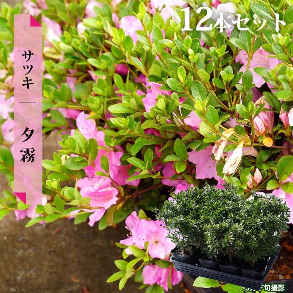 サツキ 夕霧 4号ポット苗 12本セット