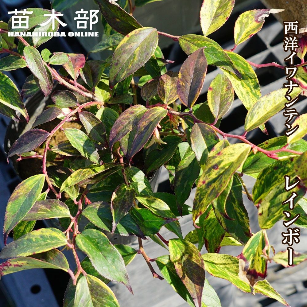 西洋イワナンテン レインボー 苗 販売 苗木部 By 花ひろばオンライン