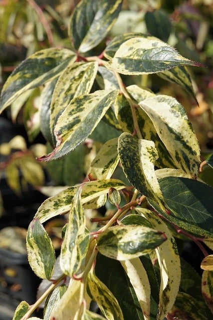 西洋イワナンテン レインボー 苗 販売 苗木部 By 花ひろばオンライン