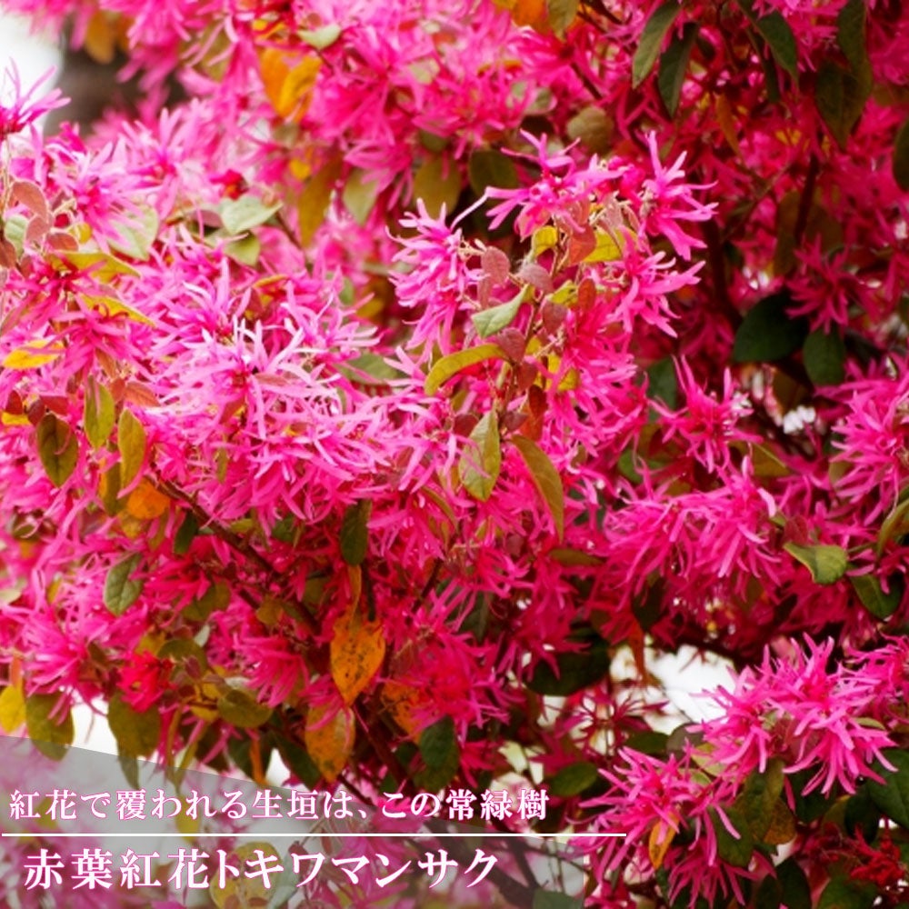 超メル市価格 紅花トキワマンサク 玉造り 高さ幅60cm 玉仕立て 玉作り