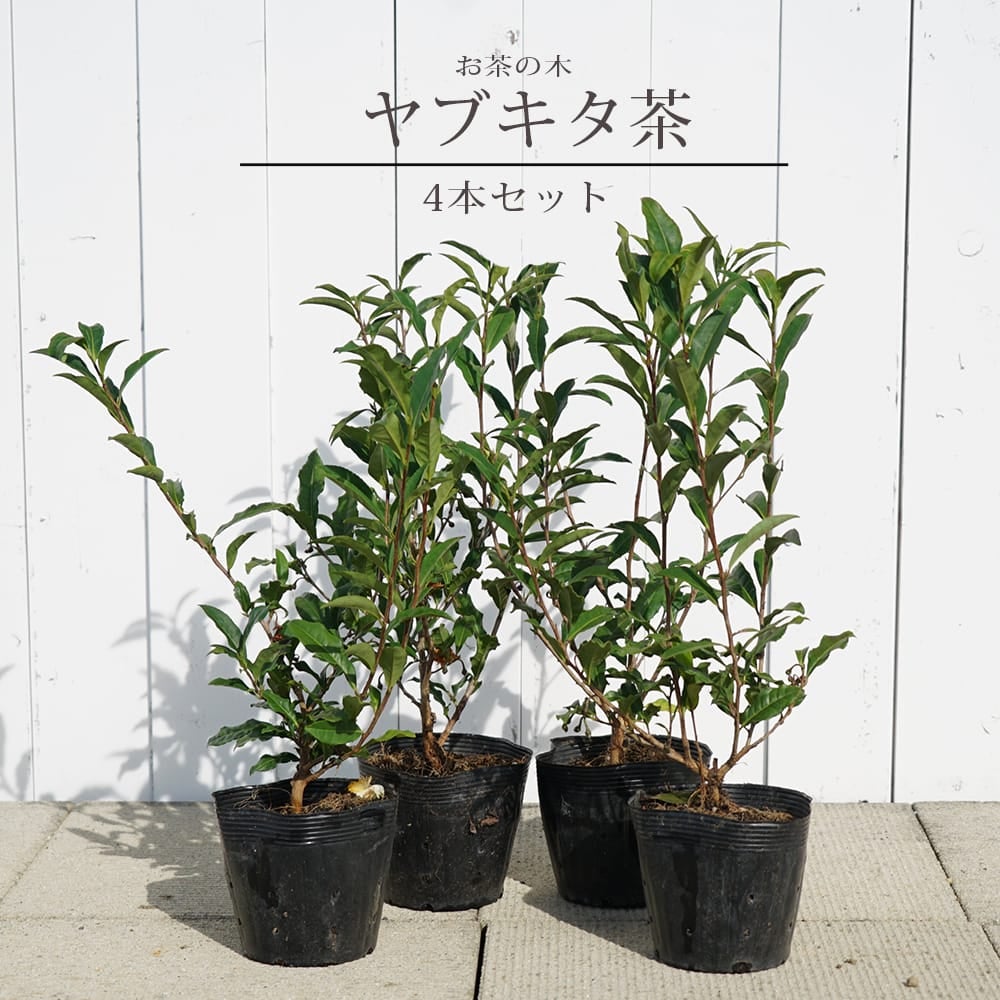 ヤブキタ茶　苗木4本セット