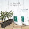 ヤブキタ茶　苗木4本と堆肥2袋セット