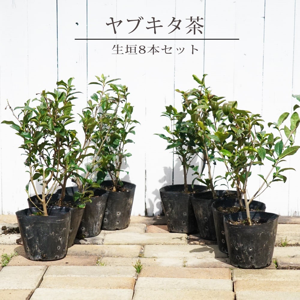ヤブキタ茶　苗木8本セット