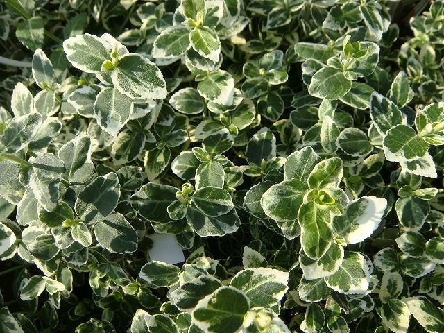 000000002882-01.jpg?size=l&w=